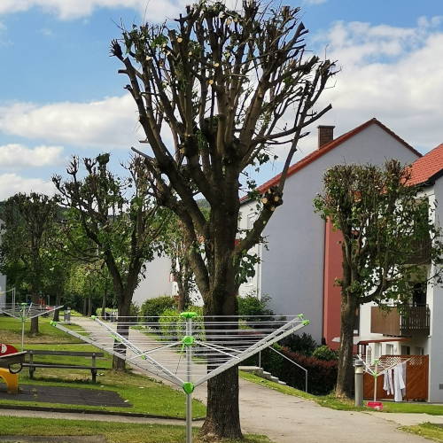 Falscher Baumschnitt, falscher Zeit, kein Schatten mehr falscher-baumschnitt-k